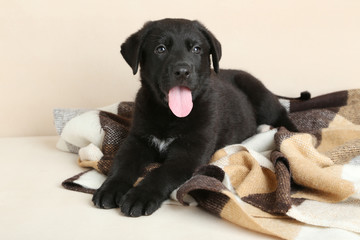 Beautiful black labrador puppy on plaid