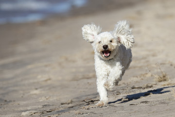 Small White Cockapoo Dog Running on a Sandy Beach