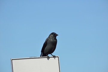 Nebelkrähe sitzt auf einem weißem Schild vor blauem Himmel