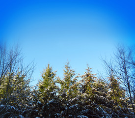  Fir trees background.