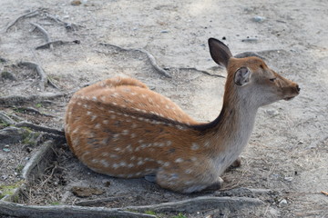 Sitting deer at Nara