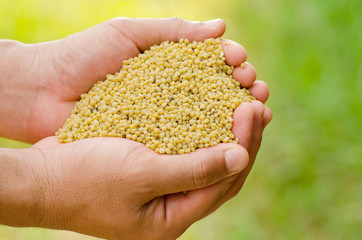 farmer hand holding plant chemical fertilizer over green background