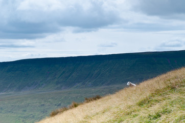 Brecon Beacons lone sheep