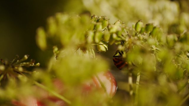 Red Cotton Bug (Dysdercus cingulatus) Close-up on a green leaf