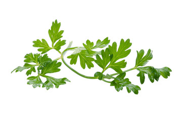 Coriander bunch isolated on white