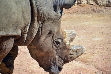 Obraz premium rinoceronte, sequenza fotografica