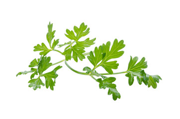 Coriander bunch isolated on white