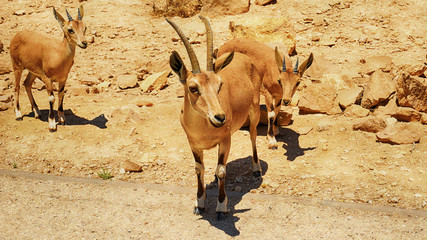 Ibexes in desert