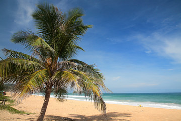 Fototapeta na wymiar palm tree at Karon beach in Phuket