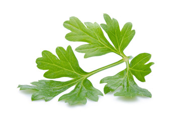 Coriander bunch isolated on white