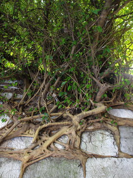 Baumwurzeln am Fubo Berg in Guilin