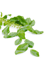 Holy basil or tulsi leaves isolated over white background