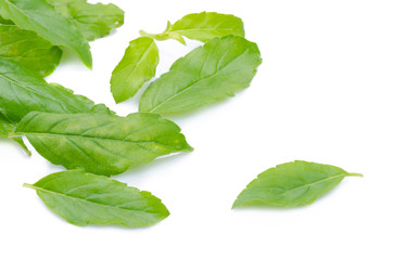Holy basil or tulsi leaves isolated over white background