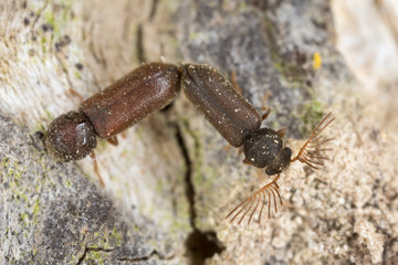 Mating fan-bearing wood-borers, Ptilinus pectinicornis on wood