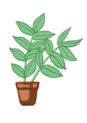 Potted plant