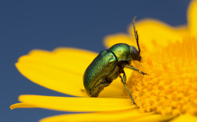  Cryptocephalus hypochoeridis feeding on flower