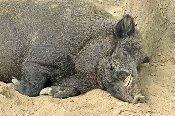 Schlafender Wildschweinkeiler