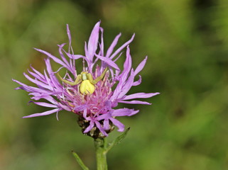 Veränderliche Krabbenspinne (Misumena vatia) lauert in Wiesen-Flockenblume (Centaurea jacea) auf Beute