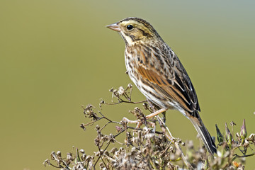 Savannah Sparrow Clinging to tree