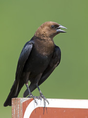 Brown-headed Cowbird on sign
