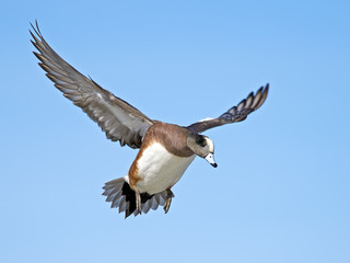 American Wigeon Male in Flight landing