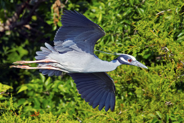 Yellow-crowned Night Heron flying across trees