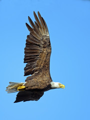 American Bald Eagle in Flight