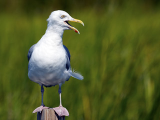 Herring Gull on Piling