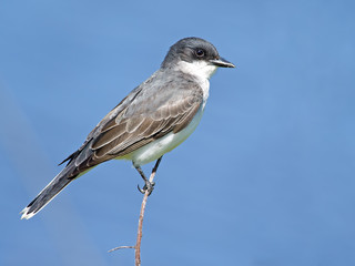 Eastern Kingbird on a branch