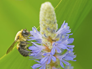 Bee Pollinating a Flower