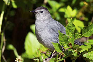 Gray Catbird