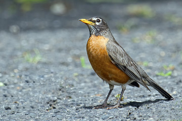 American Robin Standing on the ground