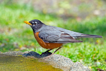 American Robin Standing in Birdbath 