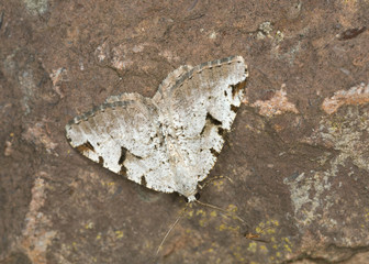 V-moth, Macaria wauaria resting on rock