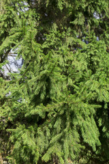 Fototapeta premium fir tree on the white background