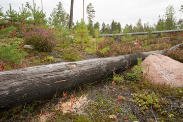 Burnt pine tree trunk, habitat for Tragosoma depsarium larva