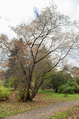 Trees on the white background