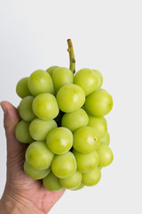 ブドウ　シャインマスカット