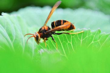 insect with green vegetable