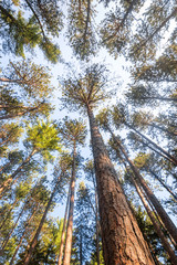 Fototapeta premium Cathedral Pines