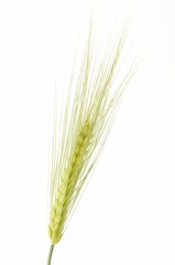 Fototapeta premium Wheat