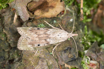 Bee moth, Aphomia sociella