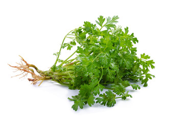 Coriander bunch isolated on white