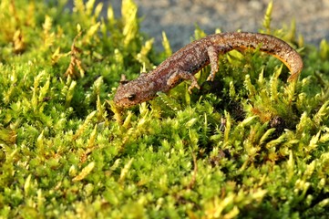 Bergmolch (Ichthyosaura alpestris) in Landtracht