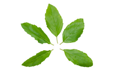 Holy basil or tulsi leaves isolated over white background
