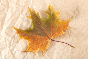 maple leaf on the white background