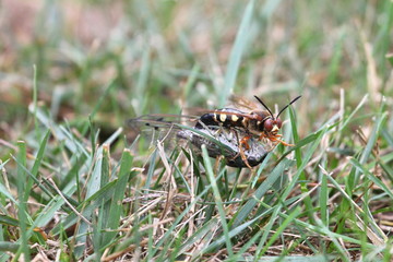 cicada killer with cicada