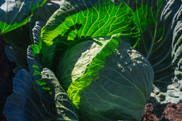 Obraz premium fresh cabbage in the vegetable garden