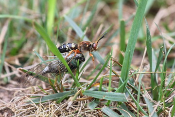 cicada killer & cicada