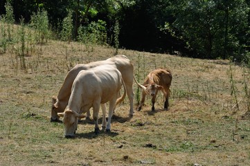 Fototapeta premium Cows in meadows